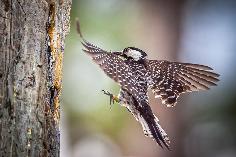 An adult red-cockaded woodpecker bring insects back to its cavity to feed chicks